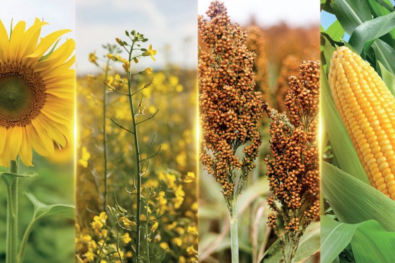 Com genética própria, Advanta Seeds acelera aposta em novos cultivos e mira expansão no Brasil