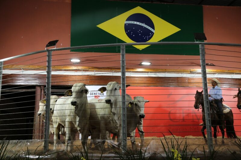 CFM comercializa 1.136 touros Nelore em 2025 e alcança R$ 14,96 milhões em faturamento