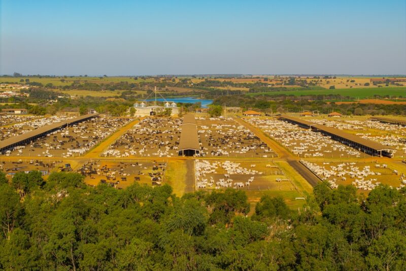 Confinamento favorecendo rebrota do capim e maximização de ganhos financeiros