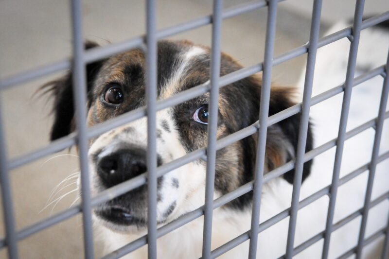 Divulgada lista de protetores habilitados a receber os cartões Ração e Castração