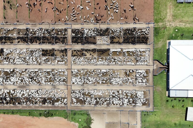 Leilão Noite de Gala promete recorde: mais de 7,5 mil bovinos à venda e show de João Bosco e Vinícius