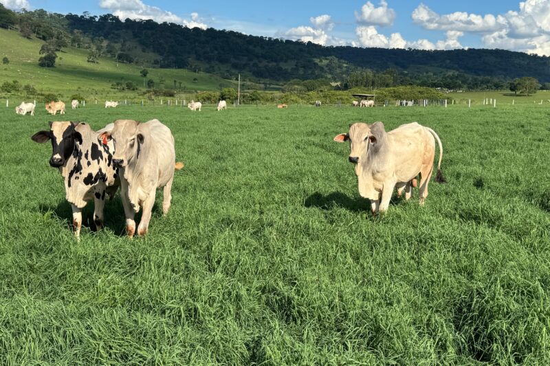 Brasil avança na pecuária sustentável com tecnologias que reduzem emissões e ampliam produtividade