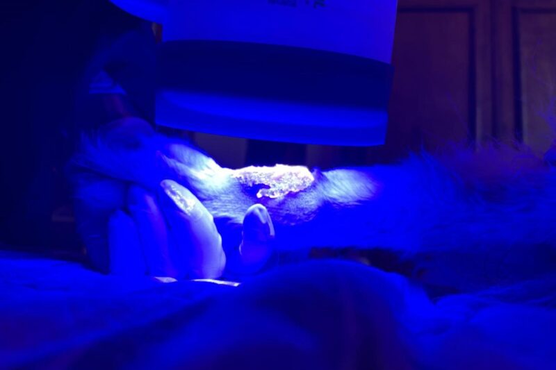 Golden Retriever se recupera de lesão de pele após tratamento inovador com fotobiomodulação