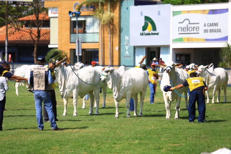 ACNB define calendário das Exposições Ouro do Ranking Nacional Nelore 2025/2026