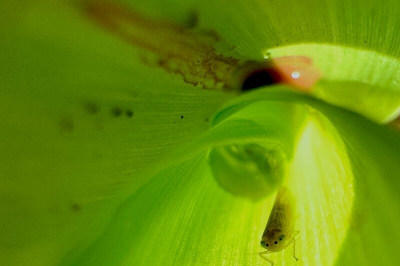 Tecnologias biológicas freiam avanço da cigarrinha-do-milho e elevam a sanidade das lavouras