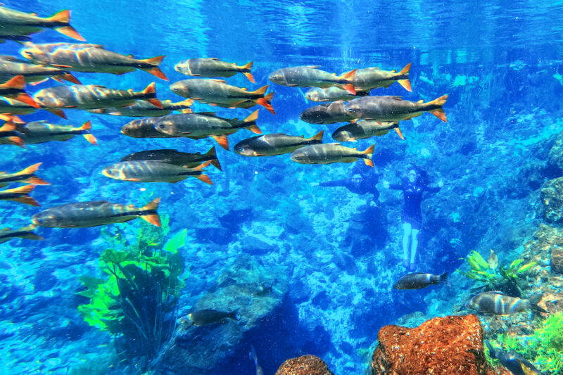 Nascente Azul lidera visitações em Bonito e se consolida como principal atrativo turístico em 2025