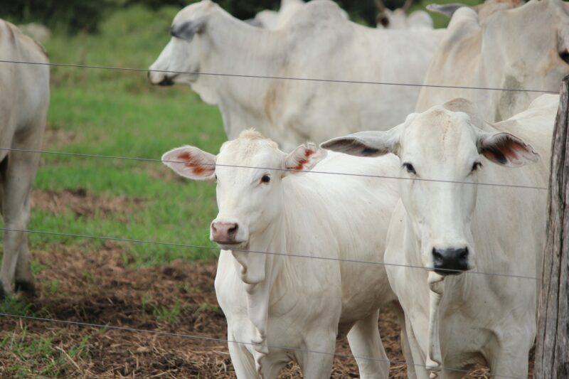 Nematoides e carrapatos ameaçam desempenho de vacas no pós-parto e reduzem peso de bezerros