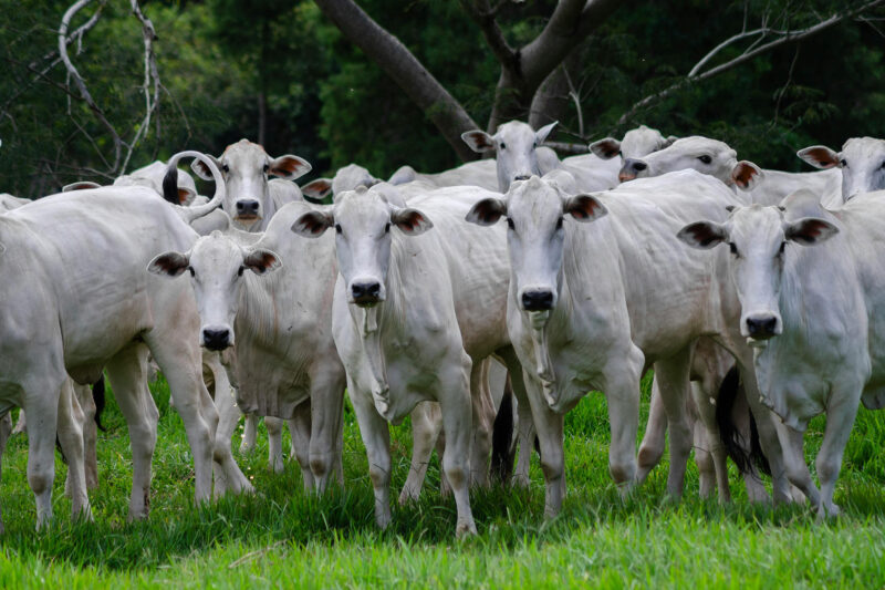 Com investimento de cerca de R$ 7, controle da mosca-dos-chifres pode garantir até 15,8 kg extras por bovino