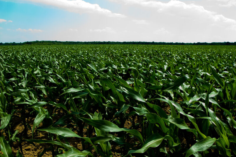 Lagarta-do-cartucho ameaça início da safrinha e exige monitoramento rigoroso nas lavouras de milho