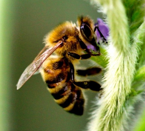 Apicultores e sojicultores se reúnem no RS para fortalecer integração sustentável no campo