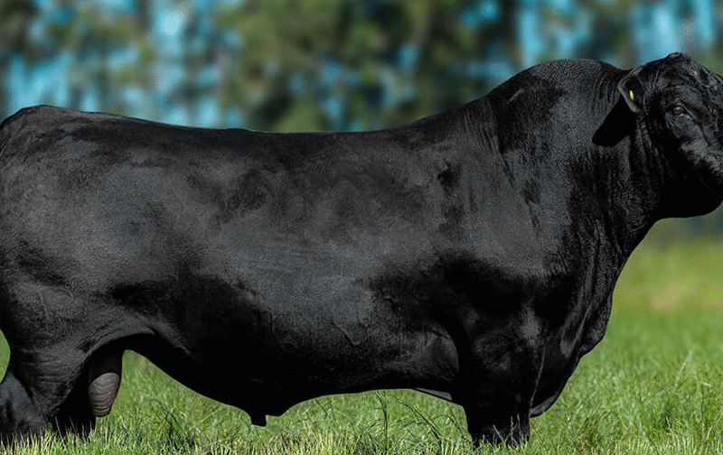 Alta Genetics coloca cinco touros entre os 10 melhores da raça Brangus em sumário nacional