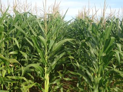 Ciclo contínuo da cigarrinha-do-milho amplia risco de contaminação entre safras