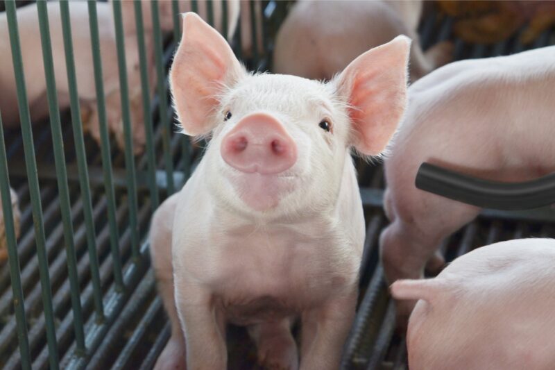 Tecnologia para controle do cio em fêmeas suínas aumenta produtividade e previsibilidade nas granjas