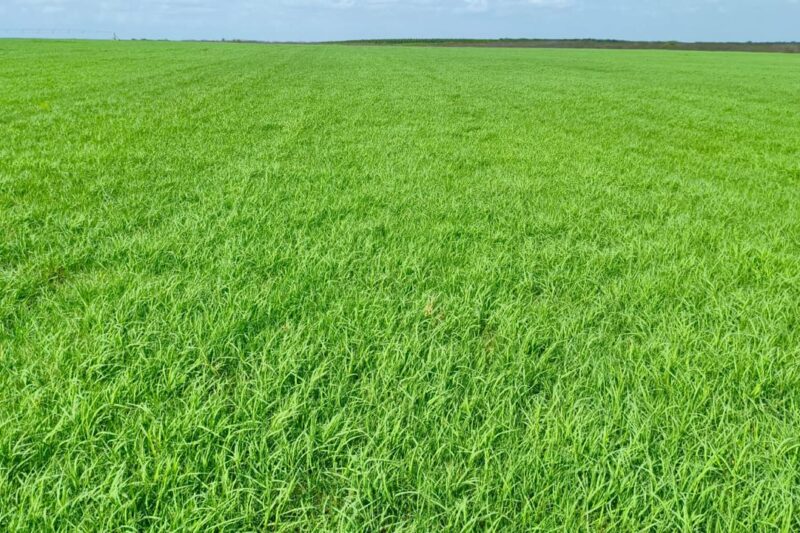Pastagem plantada por mudas aumenta produtividade da pecuária no semiárido brasileiro