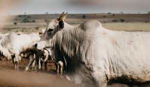 Connan fecha parceria com PBR e cria prêmio de R$ 100 mil para o Touro do Ano