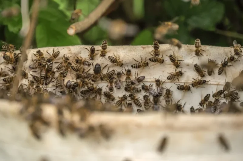 Colmeia Viva conecta agricultores e apicultores para proteger abelhas e reduzir riscos no campo