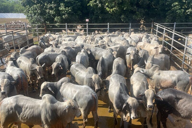 Circuito Nelore de Qualidade 2026 terá 38 etapas e passará por Mato Grosso do Sul
