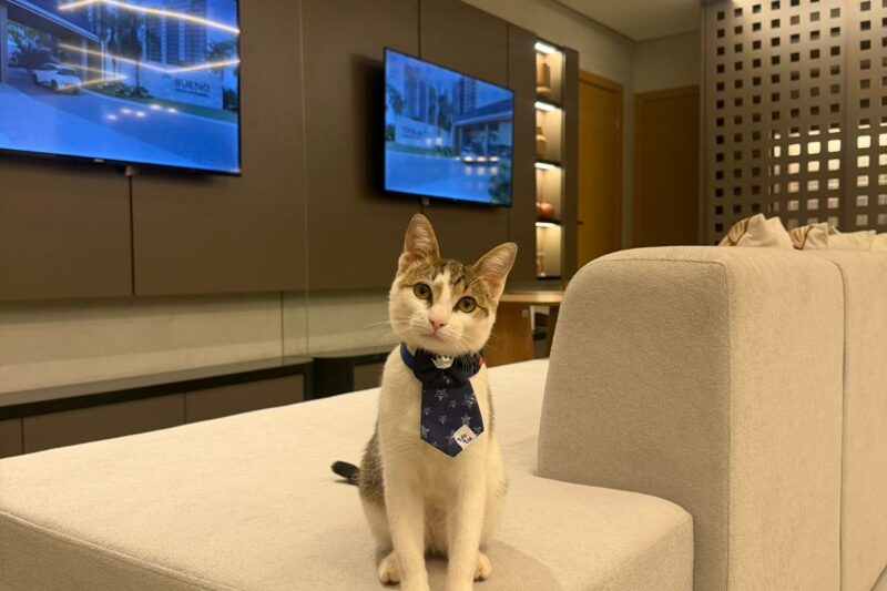 Campo Grande se une por quem não tem voz: Patas em Jogo transforma esporte em esperança para animais abandonados