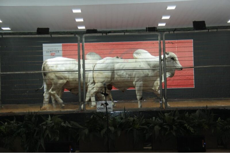 Leilão Reserva CFM leva touros Nelore avaliados e fêmeas precoces à 86ª Expogrande em Campo Grande