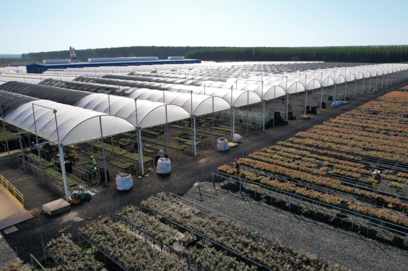 Suzano abre 30 vagas em Ribas do Rio Pardo com seleção presencial neste sábado