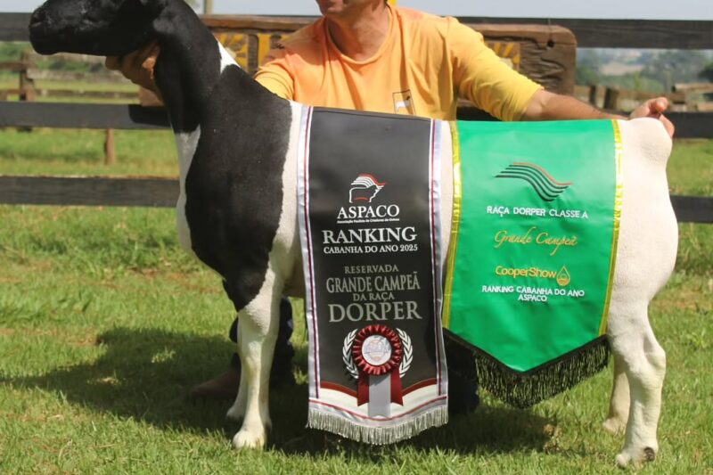 Leilão de 20 anos da Cabanha Kaiowas bate recorde nacional e fatura R$ 806 mil