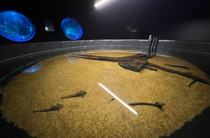 Bioparque Pantanal resgata peixes afetados pela decoada e amplia pesquisas sobre o fenômeno
