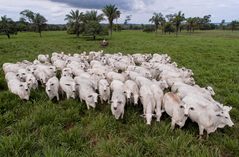 Genômica e reprodução aceleram evolução do Nelore no Pantanal sem romper dinâmica das cheias
