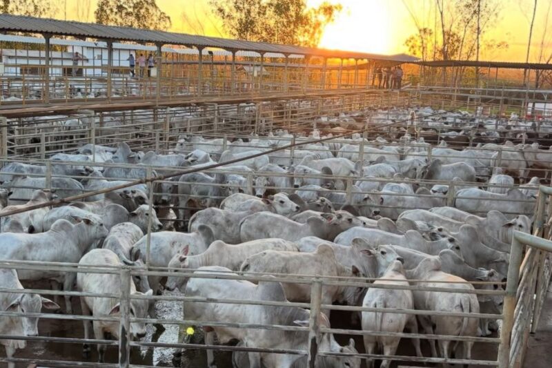 Circuito Nelore de Qualidade chega ao Pará com expectativa de quase mil animais avaliados