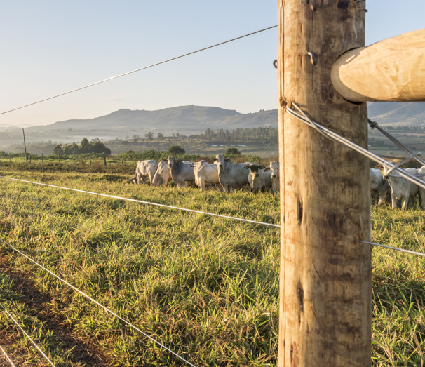 Cercas de alto desempenho ganham espaço na pecuária e ajudam a reduzir perdas no campo