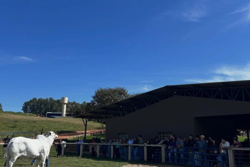 Casa Branca abre fazenda para estudantes e mostra na prática como funciona o melhoramento genético na pecuária