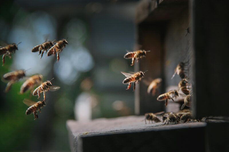 Melhores práticas globais na agricultura e conservação de polinizadores