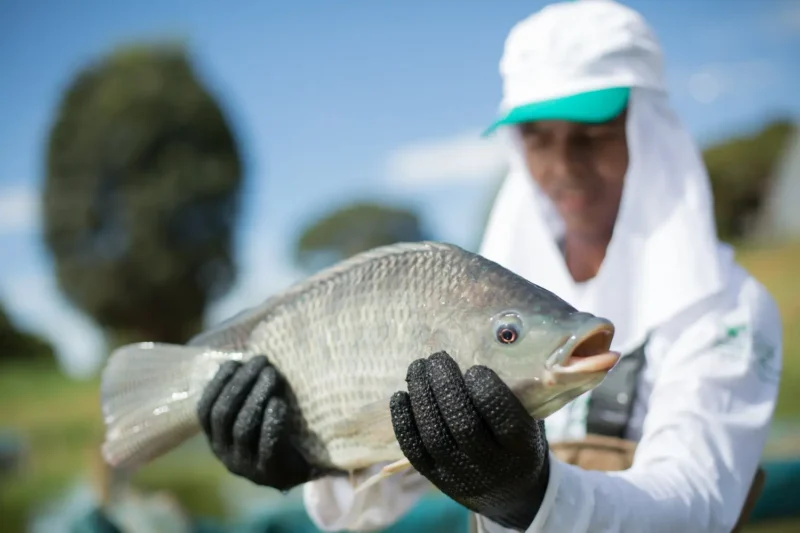 Setor aquícola alerta para risco bilionário com possível reclassificação da tilápia no Brasil