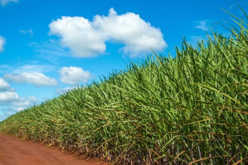Grupo UbyAgro lidera nutrição vegetal no setor sucroenergético e ultrapassa 1 milhão de hectares tratados