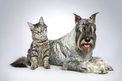 ICC aposta em inovação e bem-estar animal na Fenagra 2026 e mira crescimento do mercado pet