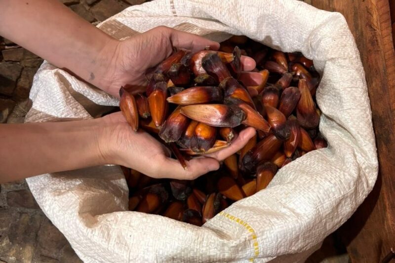 Governo de São Paulo divulga resultado final do PSA Araucária e habilita produtores e organizações em Cunha