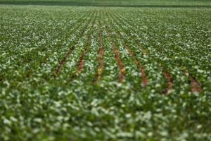 Inteligência artificial prevê produtividade da soja antes da colheita com 72% de precisão