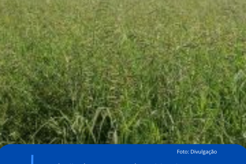 Produção de sementes de ruziziensis despenca 55% e acende alerta para a safra 2025/26