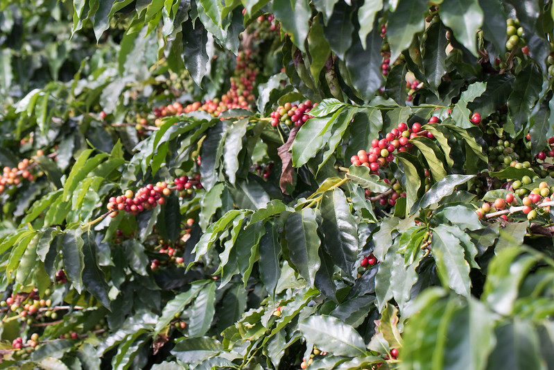 Algas marinhas ganham espaço na cafeicultura para elevar produtividade e enfrentar desafios climáticos