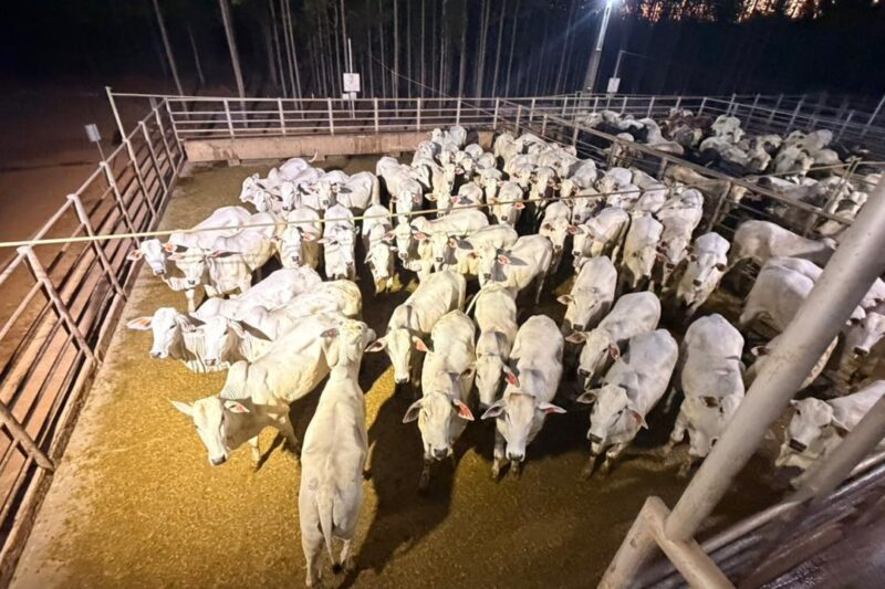 Circuito Nelore de Qualidade destaca excelência de quase 500 animais avaliados em Nova Olinda
