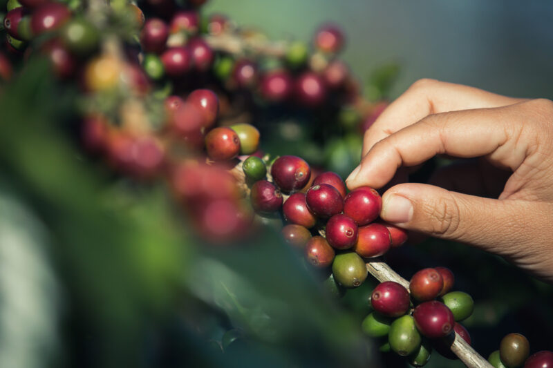 Manejo biológico ganha força na cafeicultura e impulsiona produtividade em propriedades centenárias