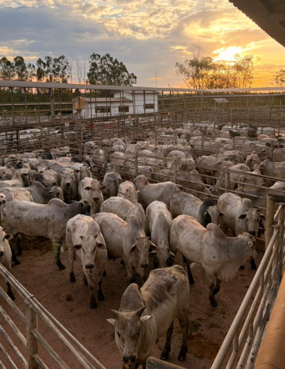 Circuito Nelore de Qualidade avalia mais de 1,2 mil animais e destaca evolução genética da pecuária no Norte do país
