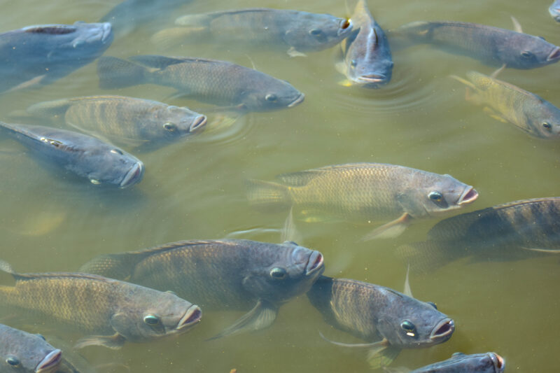 Phibro destaca nutrição e vacinas autógenas para peixes durante a Aquishow Brasil 2026