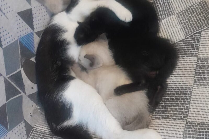Feira de adoção busca lares para 16 gatos resgatados e mobiliza apoio à ONG que acolhe mais de 400 animais em Campo Grande