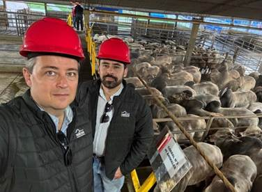 Mais de mil animais são avaliados em etapa internacional do Circuito Nelore de Qualidade no Paraguai