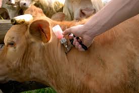 Manejo adequado na vacinação bovina reduz perdas e aumenta a eficiência nas propriedades rurais