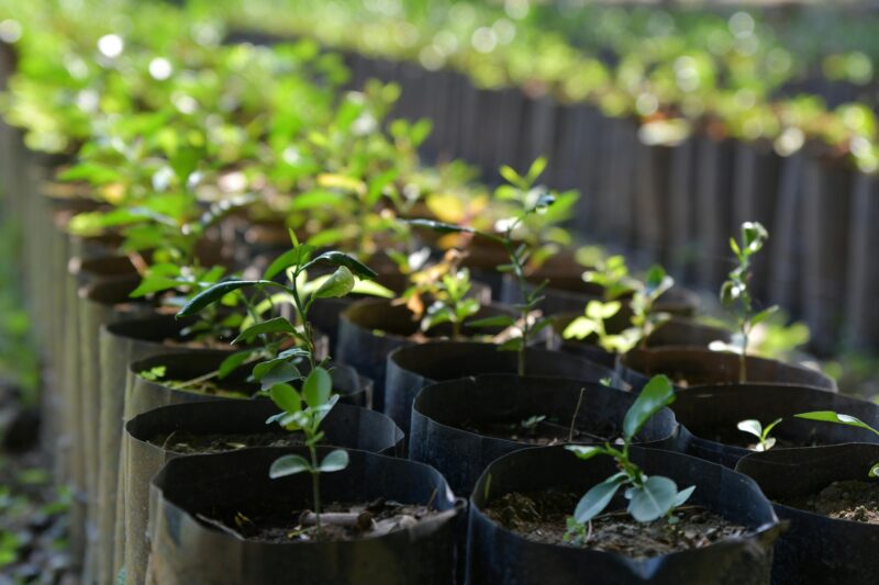 Shopping Campo Grande celebra Dia Mundial do Meio Ambiente com distribuição de mudas e ações sustentáveis