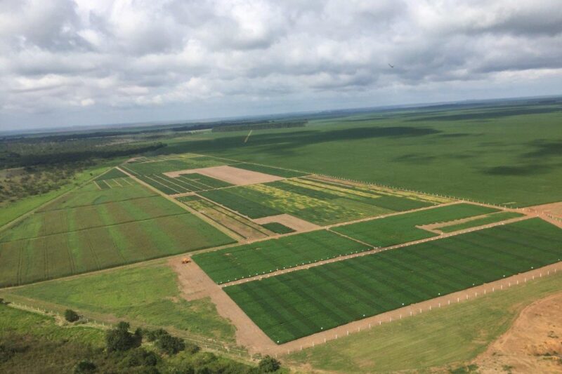 SEEDCORP|HO amplia investimentos em pesquisa e projeta faturar R$ 1 bilhão até 2031