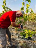 Produção de uva dobra em Goiás e fortalece rota do vinho no Centro-Oeste