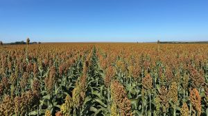Sorgo ganha espaço como alternativa ao milho safrinha e ajuda produtor a controlar plantas daninhas