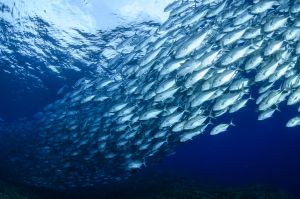 Aquicultura sustentável ganha força no Chile e amplia demanda por insumos certificados na produção de salmão